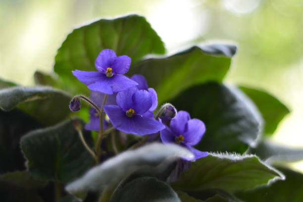 African violets Flowering african violets close up, selective focus african violet photos stock pictures, royalty-free photos & images
