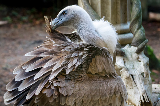 african vulture