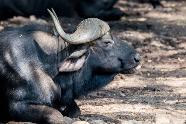 African water buffalo resting on the ground stock photo