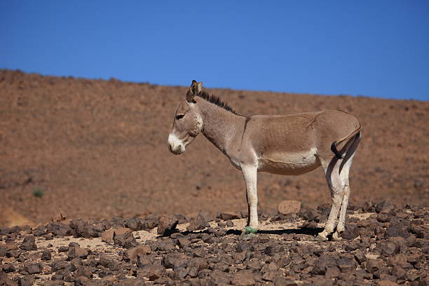 afrika yabani merkebi stok fotograf resimler ve gorseller istock afrika yabani merkebi stok fotograf resimler ve gorseller istock