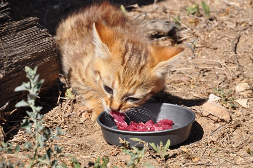 African Wild Cat Kitten Eating Stock Photo Download Image Now iStock