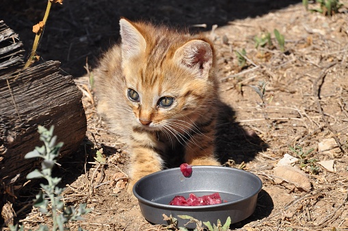 African Wild Cat Kitten Eating Stock Photo Download Image Now iStock