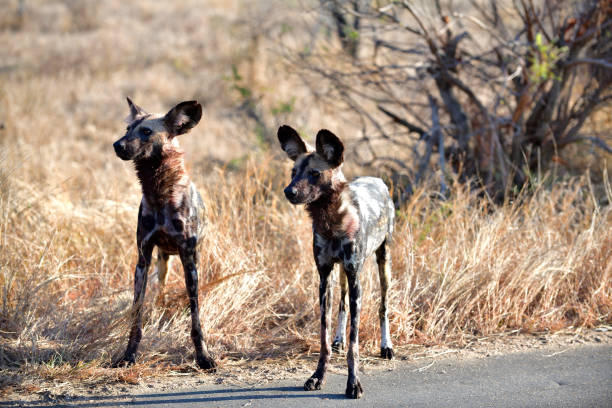 African wild dogs stock photo