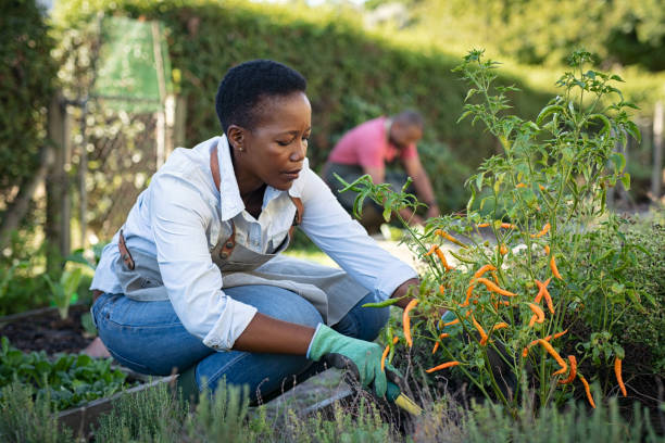African woman grows plants in the garden African american woman picking vegetables from garden. Mature woman working in vegetable garden. Black farmer taking care of plants and harvesting fresh vegetables from the greenhouse. gardening stock pictures, royalty-free photos & images