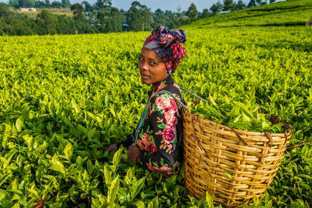 African woman plucking tea leaves on plantation, East Africa stock photo