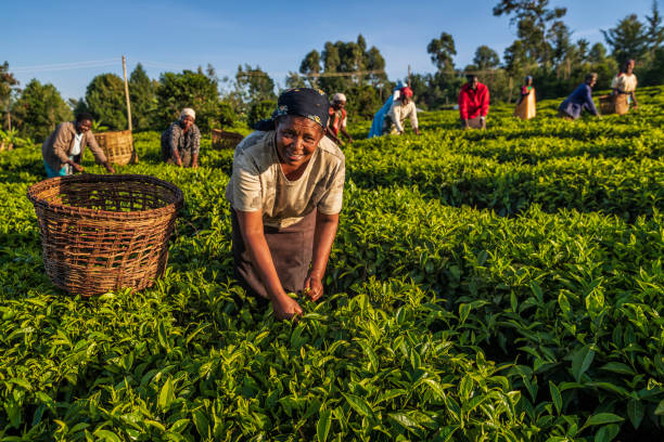 African women plucking tea leaves on plantation, East Africa stock photo