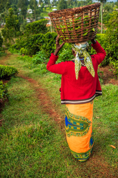 African women plucking tea leaves on plantation, Kenya, East Africa stock photo