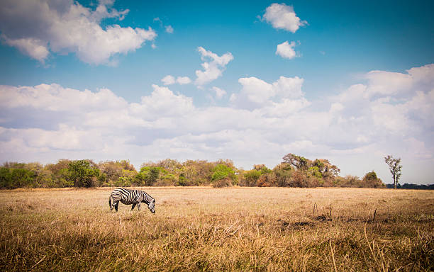 African Zebra Safari stock photo