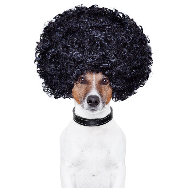 perro divertido estilo de pelo afro - peluca fotografías e imágenes de stock