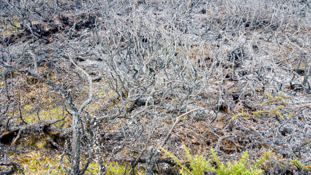 after the fire -all that's left of the moorland is ashes and skeletal plants after fire from dry summers and climate change decimates the hill top. - eileen ash stok fotoğraflar ve resimler