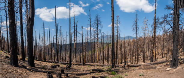 Aftermath of the 2019 Museum Fire In July of 2019 the Museum Fire of Northern Arizona burned 1,961 acres of Ponderosa pine and mixed conifer forest. This was caused by a forest-thinning project which was originally undertaken to help prevent devastating wildfires. The fire was started from a piece of heavy equipment striking a rock and sparking the blaze. Nearby neighborhoods were forced to evacuate. According to the National Forest Service, the fire cost $9 million before it was brought under control. This section of burned trees was photographed from the Sunset Trail in the Coconino National Forest near Flagstaff, Arizona, USA. coconino county stock pictures, royalty-free photos & images