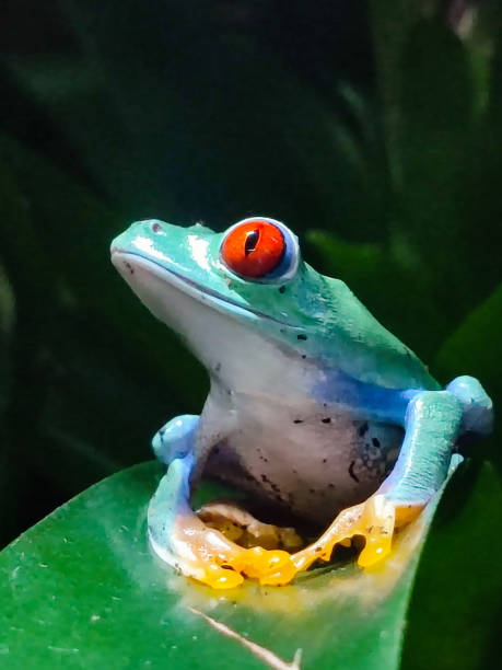 Agalychnis callidryas - the red-eyed tree frog in the terrarium stock photo