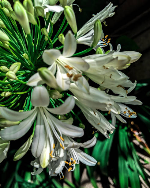 Agapanthus blooming in spring stock photo