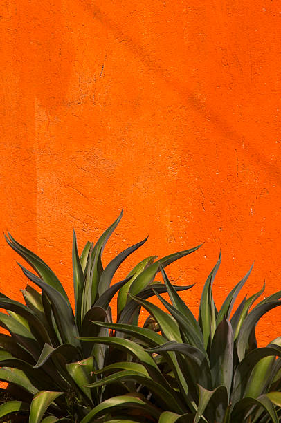 Agave Cactus, Vivid Orange Stucco Wall, Green, Vertical, Copy-space stock photo