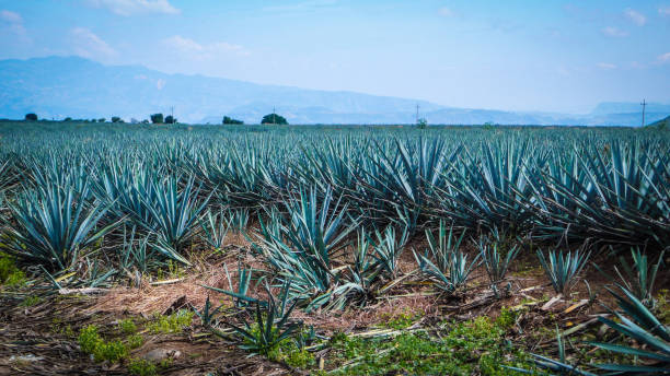 Agave fields in Tequila Jalisco Mexico stock photo