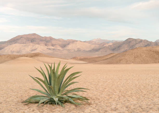 agave stock photo