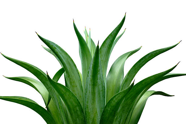 agave stock photo