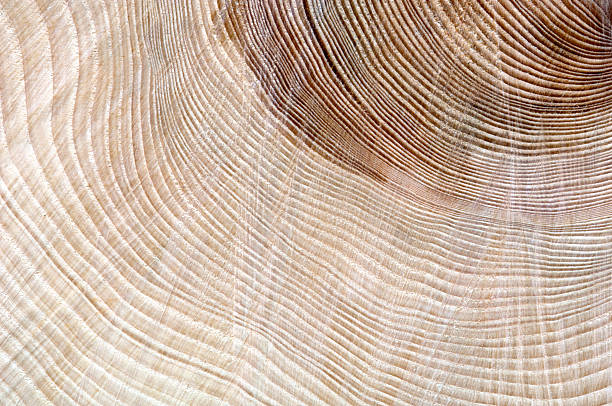 age of a tree shown by growth rings - spruce plant bildbanksfoton och bilder