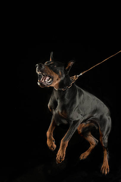 Aggressive dog on leash stock photo