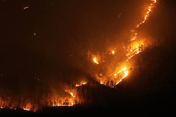 Aggressive forest fire stock photo