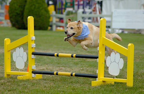 agile dog - labrador - agility stockfoto's en -beelden
