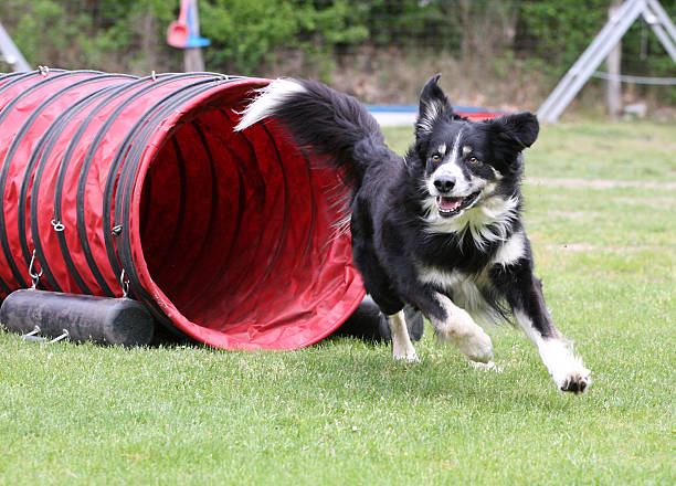 agility dog - agility stockfoto's en -beelden