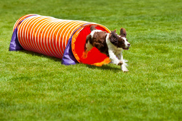 agility dog running out of tube. - agility stockfoto's en -beelden