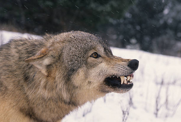 Agitated Wolf  snarling stock pictures, royalty-free photos & images