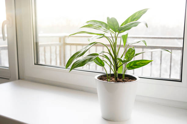 Aglaonema plant in a white pot stands on the windowsill.. stock photo