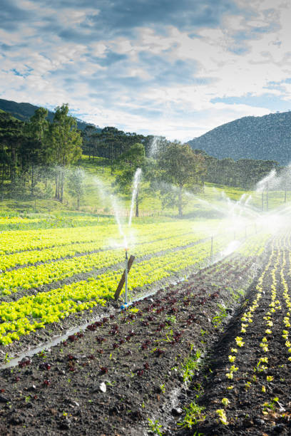 Agricultural field and irrigation stock photo