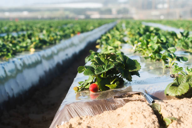 Agricultural field strawberry plants. Industry, modern farming, strawberry production. Spring season, Santa Barbara County, California stock photo