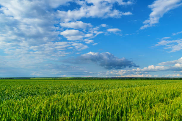 agricultural field with young green wheat sprouts, bright spring landscape on a sunny day, blue sky as background stock photo