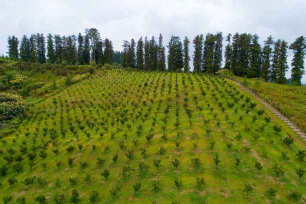 Agricultural plantations on the hillside in Georgia. stock photo