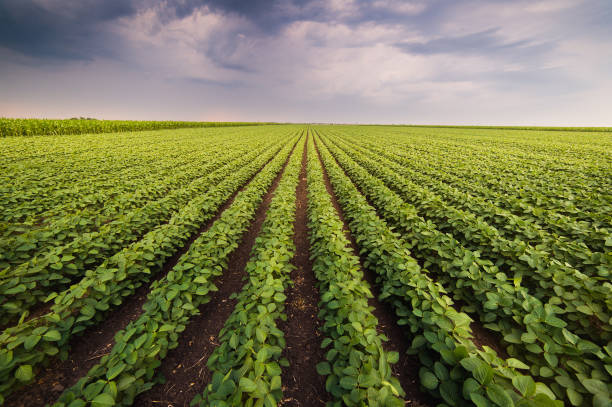 jordbruks soja plantation solig dag - grön växande sojabönor växt mot solljus - jordbruksaktivitet bildbanksfoton och bilder
