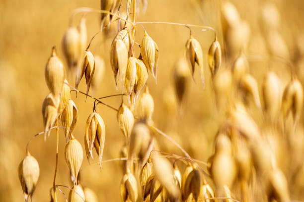 Agriculture and arable farming with cereals stock photo