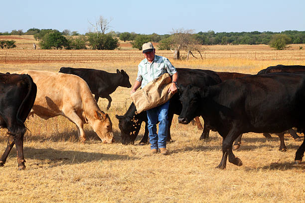 Agriculture: Farmer or rancher Feeding Cattle During Drought stock photo