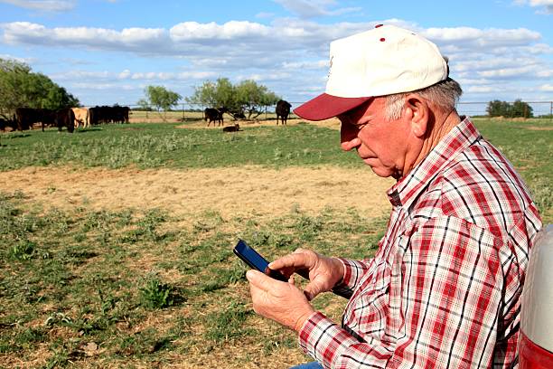 Agriculture: Farmer or rancher with Smart Phone and Cattle stock photo