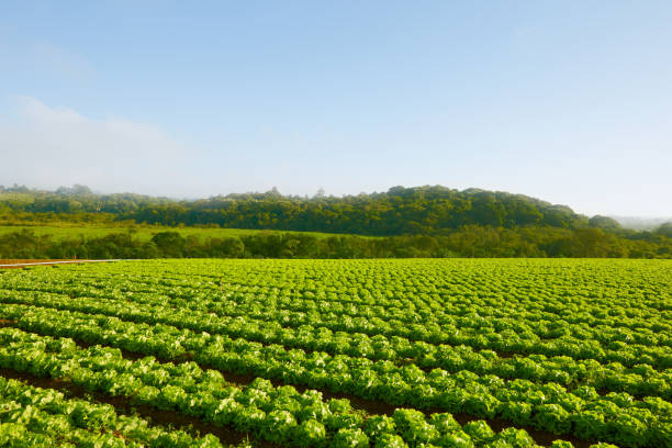 Agriculture Fields Vegetable Garden. Rural Landscape. Healthy Agricultural Farm in a Fresh Morning. Might be used as Background. lettuce stock pictures, royalty-free photos & images