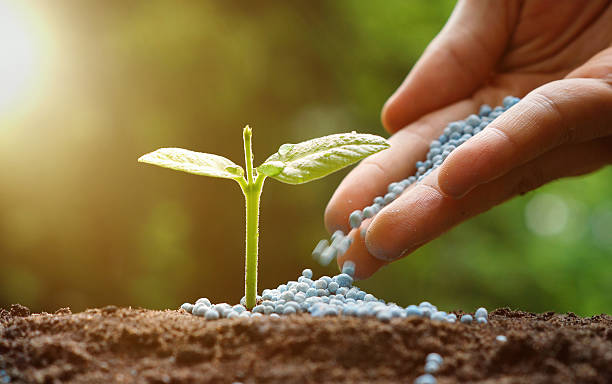 agriculture hand of a farmer giving fertilizer to young baby plants seedling in germination sequence on fertile soil with natural green background fertilizer photos stock pictures, royalty-free photos & images