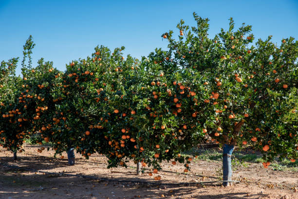 Agriculture - Ripe Valencia Oranges stock photo