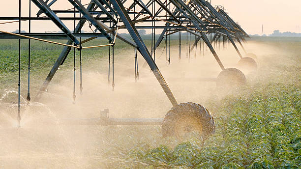 Agriculture, soybean field watering system in sunset Soy bean field with Irrigation system for water supply in sunset irrigation equipment stock pictures, royalty-free photos & images