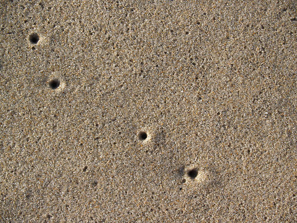 Air Holes from Sand Crabs on Beach at Ocean Grove stock photo