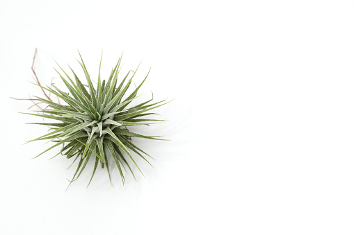 Pictured air plant in a white background.