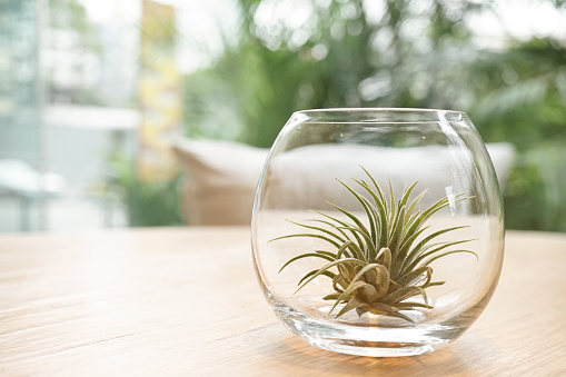 Air plant (Tillandsia) Terrarium on the wooden table. Plant interior decoration on the table soft focus of terrarium on the wooden table.
