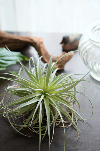 air plants and driftwood on the table.\nnatural interior.