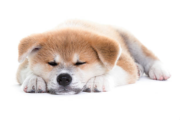 akita dog puppy sleeping stock photo