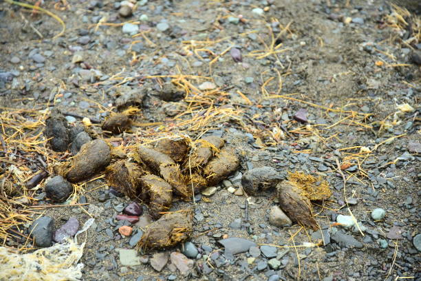 Alaska Coastal Grizzly Bear Scat Alaska coastal grizzly bear scat lies on the gravel shore of Cook Inlet at Clark Lake National Park, Alaska. bear scat photo stock pictures, royalty-free photos & images