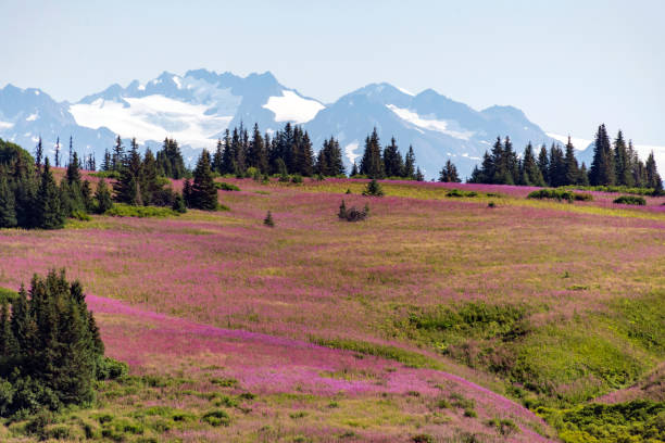 Alaska Fireweed Alaska Fireweed - Homer, Alaska kenai peninsula stock pictures, royalty-free photos & images