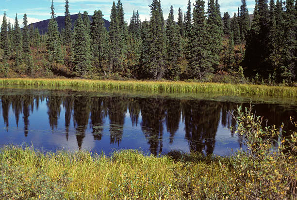 Alaska lake and reflected forest A forest and deep blue sky are reflected in this pristine Alaska lake hearkencreative stock pictures, royalty-free photos & images