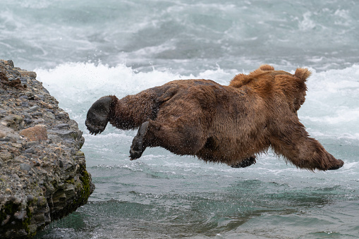 An Alaskan brown bear leaps off a large rock in an attempt to catch a salmon at McNeil River State Game Sanctuary and Refuge